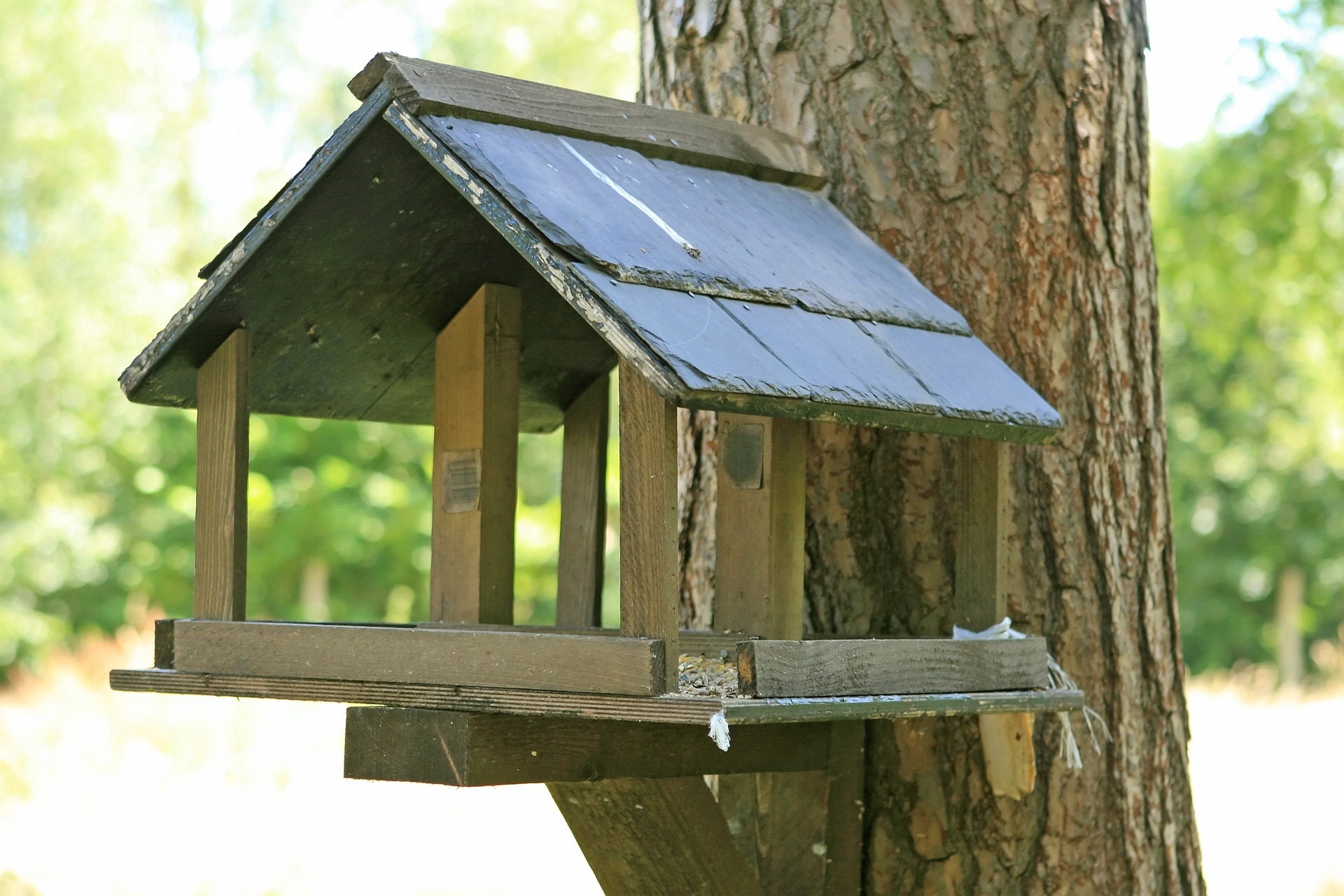 Plötzlich keine Vögel mehr im Garten Viele Futterstellen