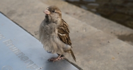 Verletzter Vogel und die erste Hilfe